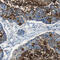 Mucin 4, Cell Surface Associated antibody, HPA005895, Atlas Antibodies, Immunohistochemistry frozen image 