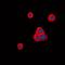Cadherin 20 antibody, orb382471, Biorbyt, Immunofluorescence image 