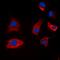 Synapsin I antibody, orb224019, Biorbyt, Immunofluorescence image 