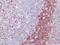CD2 Molecule antibody, PA5-32312, Invitrogen Antibodies, Immunohistochemistry frozen image 