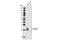 Gremlin 1, DAN Family BMP Antagonist antibody, 4383S, Cell Signaling Technology, Western Blot image 