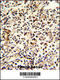 Pericentriolar Material 1 antibody, 62-943, ProSci, Immunohistochemistry paraffin image 