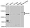 Homeodomain Interacting Protein Kinase 2 antibody, STJ111314, St John