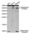 ubiquitin B antibody, abx000577, Abbexa, Western Blot image 