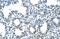 Semenogelin-1 antibody, NBP1-58013, Novus Biologicals, Immunohistochemistry frozen image 