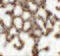 Serine Peptidase Inhibitor, Kazal Type 7 (Putative) antibody, 6523, ProSci, Immunohistochemistry paraffin image 