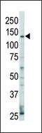 Erb-B2 Receptor Tyrosine Kinase 4 antibody, LS-C97505, Lifespan Biosciences, Western Blot image 