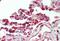 Cofilin 1 antibody, MBS248969, MyBioSource, Immunohistochemistry frozen image 