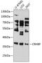 Corticotropin Releasing Hormone Binding Protein antibody, 14-753, ProSci, Western Blot image 