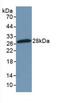 Nuclear Factor Kappa B Subunit 2 antibody, abx102467, Abbexa, Western Blot image 