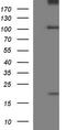 Unc-13 Homolog D antibody, LS-C338450, Lifespan Biosciences, Western Blot image 