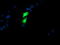 Golgi Membrane Protein 1 antibody, M02975-2, Boster Biological Technology, Immunofluorescence image 
