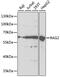 Recombination Activating 2 antibody, 19-764, ProSci, Western Blot image 