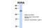 Retinoid X Receptor Alpha antibody, 25-180, ProSci, Western Blot image 