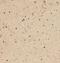 FA Complementation Group C antibody, FNab03005, FineTest, Immunohistochemistry frozen image 