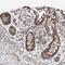 Transcription Factor B1, Mitochondrial antibody, PA5-56142, Invitrogen Antibodies, Immunohistochemistry frozen image 