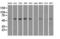 Transmembrane protein 100 antibody, LS-C114607, Lifespan Biosciences, Western Blot image 