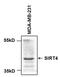 Sirtuin 4 antibody, PA5-18254, Invitrogen Antibodies, Western Blot image 