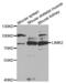 LIM Domain Kinase 2 antibody, abx004143, Abbexa, Western Blot image 