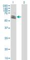 RNF12 antibody, H00051132-M01, Novus Biologicals, Western Blot image 