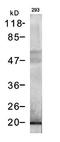 Anti-DYKDDDDK antibody, orb43330, Biorbyt, Western Blot image 