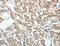 Anterior Gradient 3, Protein Disulphide Isomerase Family Member antibody, LS-C404470, Lifespan Biosciences, Immunohistochemistry frozen image 