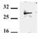 Toll Interacting Protein antibody, ALX-804-132-C100, Enzo Life Sciences, Western Blot image 