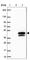 Glutamate Ionotropic Receptor NMDA Type Subunit Associated Protein 1 antibody, HPA036981, Atlas Antibodies, Western Blot image 