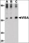 Mitochondrial Antiviral Signaling Protein antibody, orb87388, Biorbyt, Western Blot image 