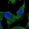 Heparan Sulfate-Glucosamine 3-Sulfotransferase 3B1 antibody, NBP2-56074, Novus Biologicals, Immunofluorescence image 