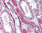 TNF Receptor Superfamily Member 11a antibody, TA317443, Origene, Immunohistochemistry paraffin image 