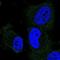 Dymeclin antibody, NBP2-13942, Novus Biologicals, Immunocytochemistry image 