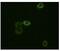 ABL Proto-Oncogene 2, Non-Receptor Tyrosine Kinase antibody, GTX83254, GeneTex, Immunofluorescence image 