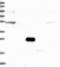 Adenosine Monophosphate Deaminase 3 antibody, NBP2-14290, Novus Biologicals, Western Blot image 