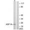 Anti-Silencing Function 1A Histone Chaperone antibody, PA5-49898, Invitrogen Antibodies, Western Blot image 