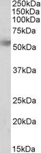 Rh Family B Glycoprotein (Gene/Pseudogene) antibody, STJ72343, St John