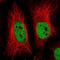 Zinc Finger And BTB Domain Containing 25 antibody, NBP2-31583, Novus Biologicals, Immunofluorescence image 