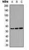 General Transcription Factor IIi antibody, orb378094, Biorbyt, Western Blot image 