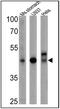 PVR Cell Adhesion Molecule antibody, MA5-13493, Invitrogen Antibodies, Western Blot image 