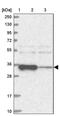 Actin Related Protein 6 antibody, PA5-58453, Invitrogen Antibodies, Western Blot image 
