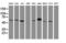 TIMP Metallopeptidase Inhibitor 2 antibody, LS-C173579, Lifespan Biosciences, Western Blot image 