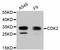 Cyclin Dependent Kinase 2 antibody, abx125317, Abbexa, Western Blot image 