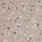 GTP Binding Protein 8 (Putative) antibody, NBP1-81679, Novus Biologicals, Immunohistochemistry paraffin image 