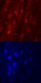 Distal-Less Homeobox 5 antibody, AF6710, R&D Systems, Immunocytochemistry image 
