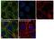Endoplasmic Reticulum Oxidoreductase 1 Alpha antibody, 702709, Invitrogen Antibodies, Immunocytochemistry image 