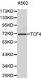 Transcription Factor 4 antibody, PA5-75987, Invitrogen Antibodies, Western Blot image 