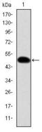 CRK Proto-Oncogene, Adaptor Protein antibody, MA5-15892, Invitrogen Antibodies, Western Blot image 