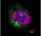 Centromere Protein F antibody, MA1-23185, Invitrogen Antibodies, Immunofluorescence image 