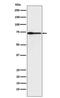 Protein S antibody, M01568, Boster Biological Technology, Western Blot image 