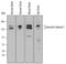 DCTN1 antibody, AF6657, R&D Systems, Western Blot image 